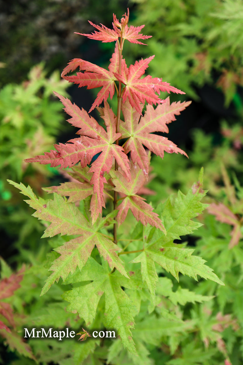 - Acer palmatum 'Ramona' Rare Japanese Maple - Mr Maple │ Buy Japanese Maple Trees