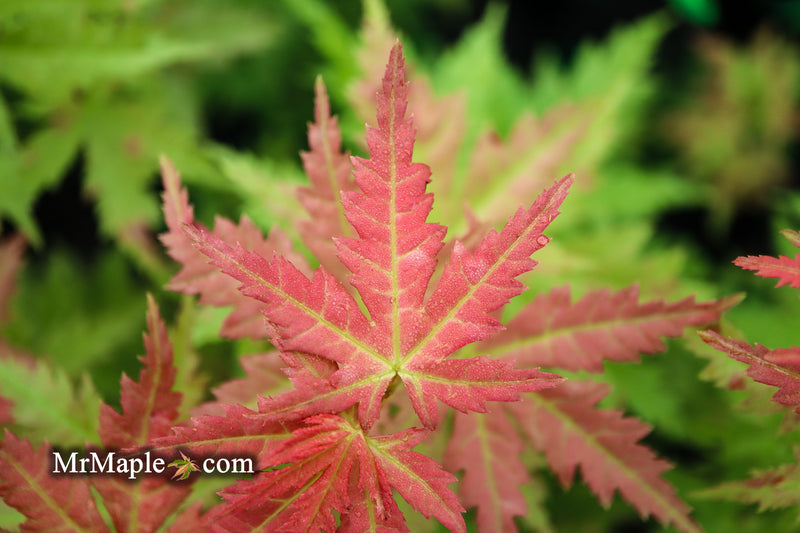 - Acer palmatum 'Ramona' Rare Japanese Maple - Mr Maple │ Buy Japanese Maple Trees