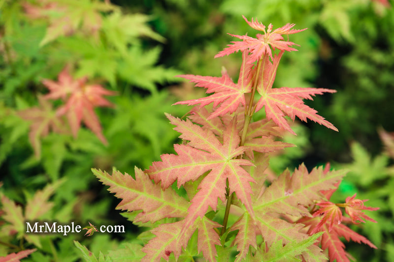 - Acer palmatum 'Ramona' Rare Japanese Maple - Mr Maple │ Buy Japanese Maple Trees
