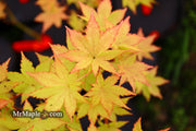 - FOR PICK UP ONLY | Acer palmatum 'Summer Gold' Japanese Maple | DOES NOT SHIP - Mr Maple │ Buy Japanese Maple Trees