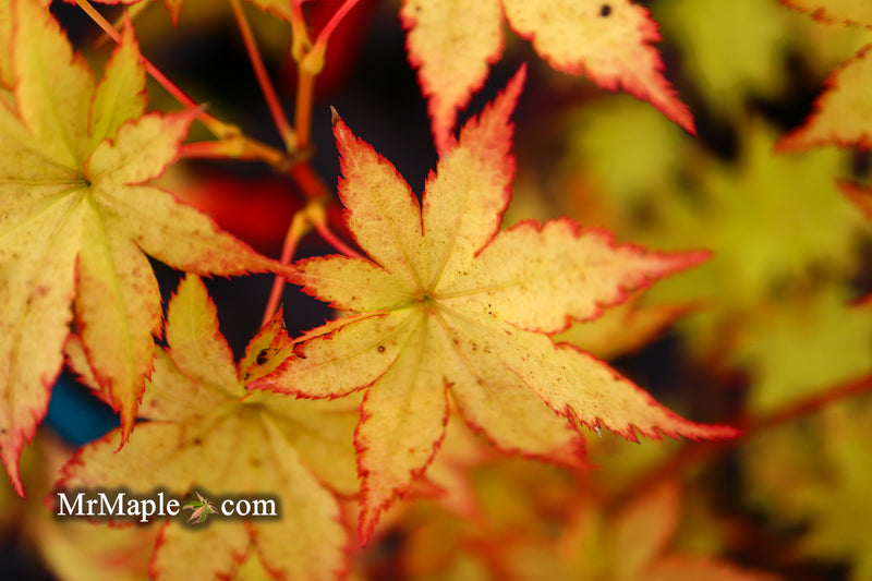 - FOR PICK UP ONLY | Acer palmatum 'Summer Gold' Japanese Maple | DOES NOT SHIP - Mr Maple │ Buy Japanese Maple Trees
