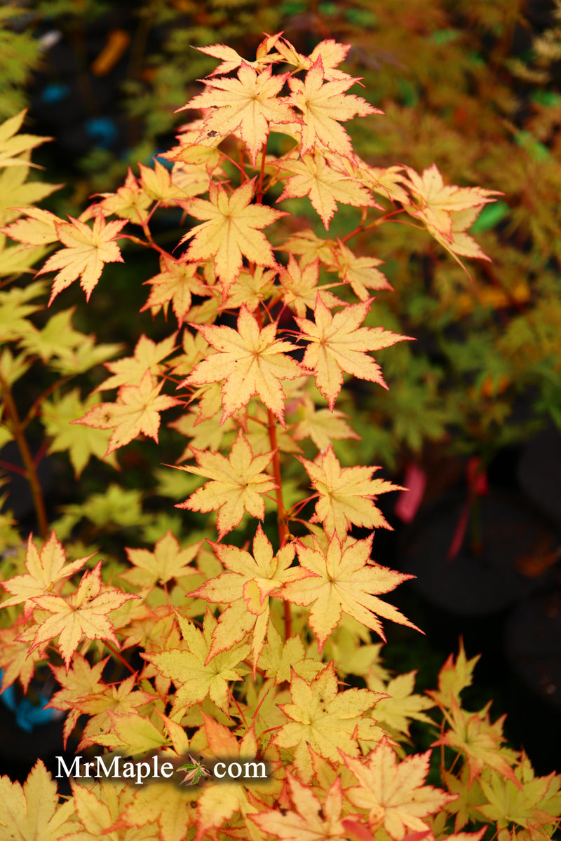 - FOR PICK UP ONLY | Acer palmatum 'Summer Gold' Japanese Maple | DOES NOT SHIP - Mr Maple │ Buy Japanese Maple Trees