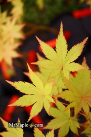 - FOR PICK UP ONLY | Acer palmatum 'Summer Gold' Japanese Maple | DOES NOT SHIP - Mr Maple │ Buy Japanese Maple Trees