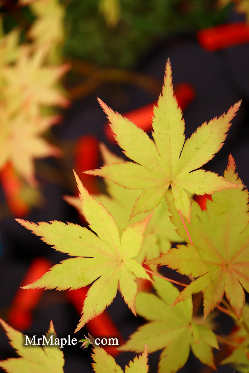 - FOR PICK UP ONLY | Acer palmatum 'Summer Gold' Japanese Maple | DOES NOT SHIP - Mr Maple │ Buy Japanese Maple Trees
