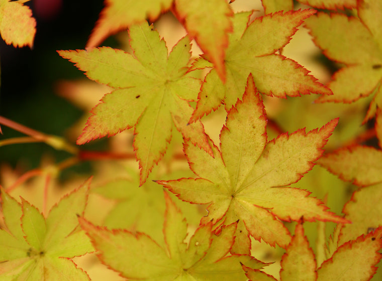 - FOR PICK UP ONLY | Acer palmatum 'Summer Gold' Japanese Maple | DOES NOT SHIP - Mr Maple │ Buy Japanese Maple Trees