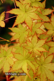 - FOR PICK UP ONLY | Acer palmatum 'Summer Gold' Japanese Maple | DOES NOT SHIP - Mr Maple │ Buy Japanese Maple Trees