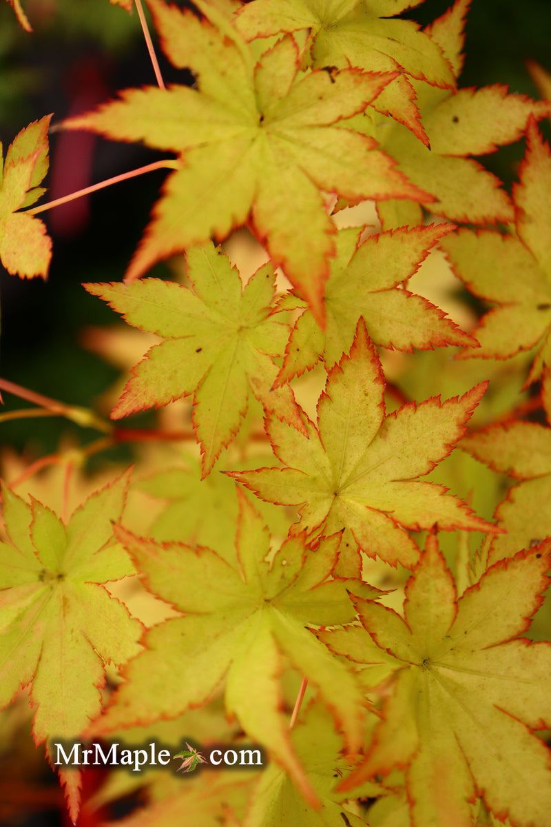 - FOR PICK UP ONLY | Acer palmatum 'Summer Gold' Japanese Maple | DOES NOT SHIP - Mr Maple │ Buy Japanese Maple Trees