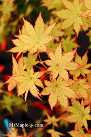 - FOR PICK UP ONLY | Acer palmatum 'Summer Gold' Japanese Maple | DOES NOT SHIP - Mr Maple │ Buy Japanese Maple Trees
