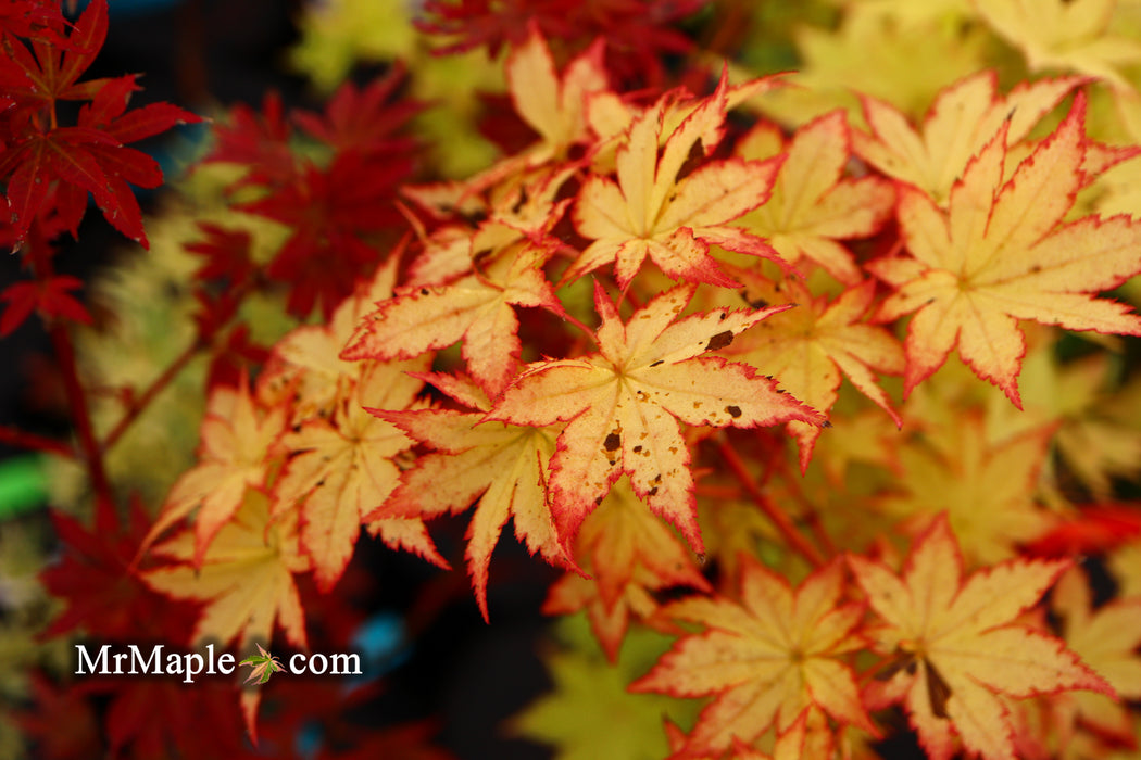 FOR PICK UP ONLY | Acer palmatum 'Summer Gold' Japanese Maple | DOES NOT SHIP