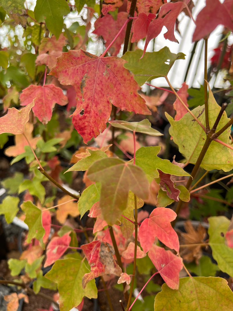 Acer paxii Evergreen maple