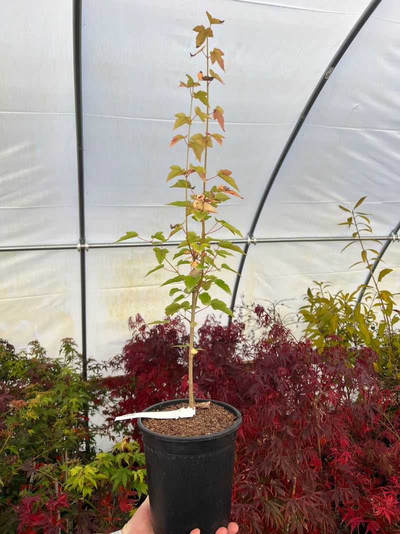 Acer paxii Evergreen maple