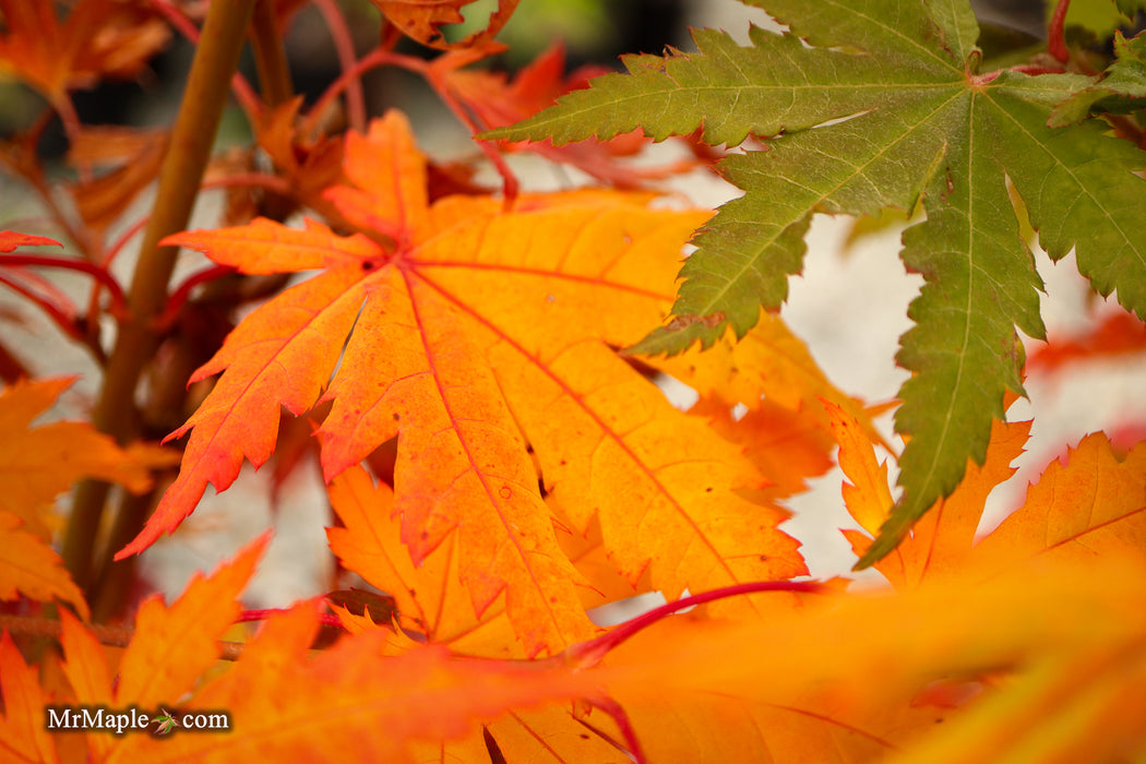 Acer pseudosieboldianum Japanese Maple