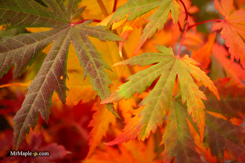 FOR PICKUP ONLY | Acer pseudosieboldianum Japanese Maple | DOES NOT SHIP