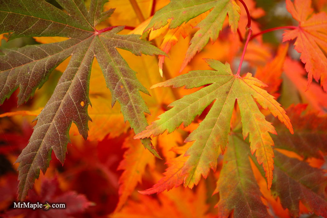 Acer pseudosieboldianum Japanese Maple