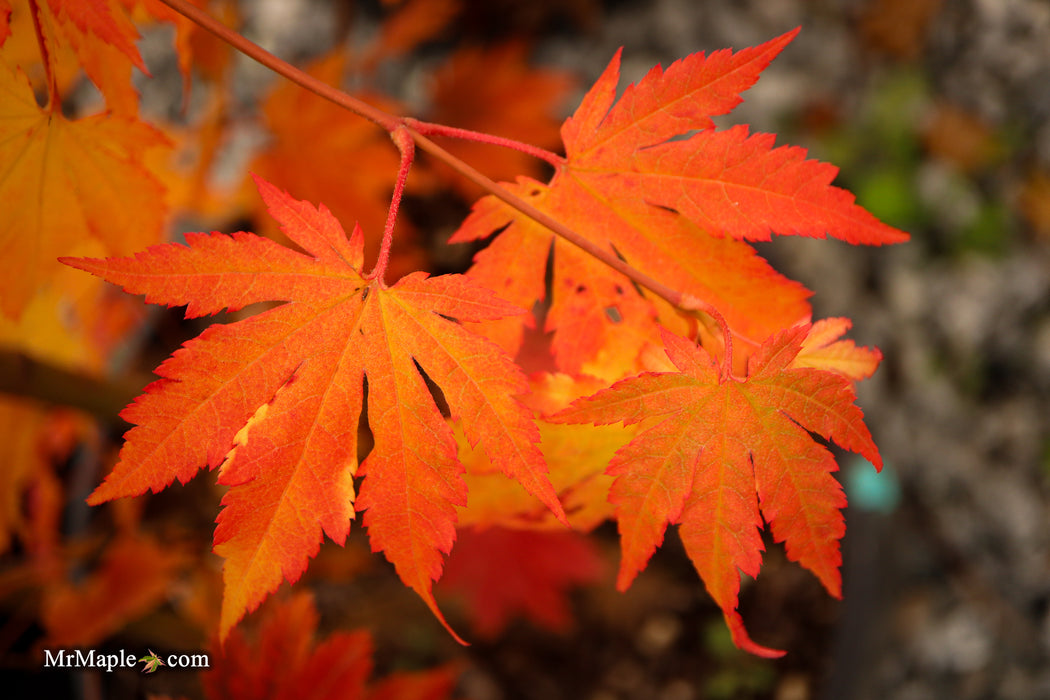 Acer pseudosieboldianum Japanese Maple