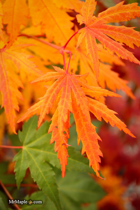 Acer pseudosieboldianum Japanese Maple