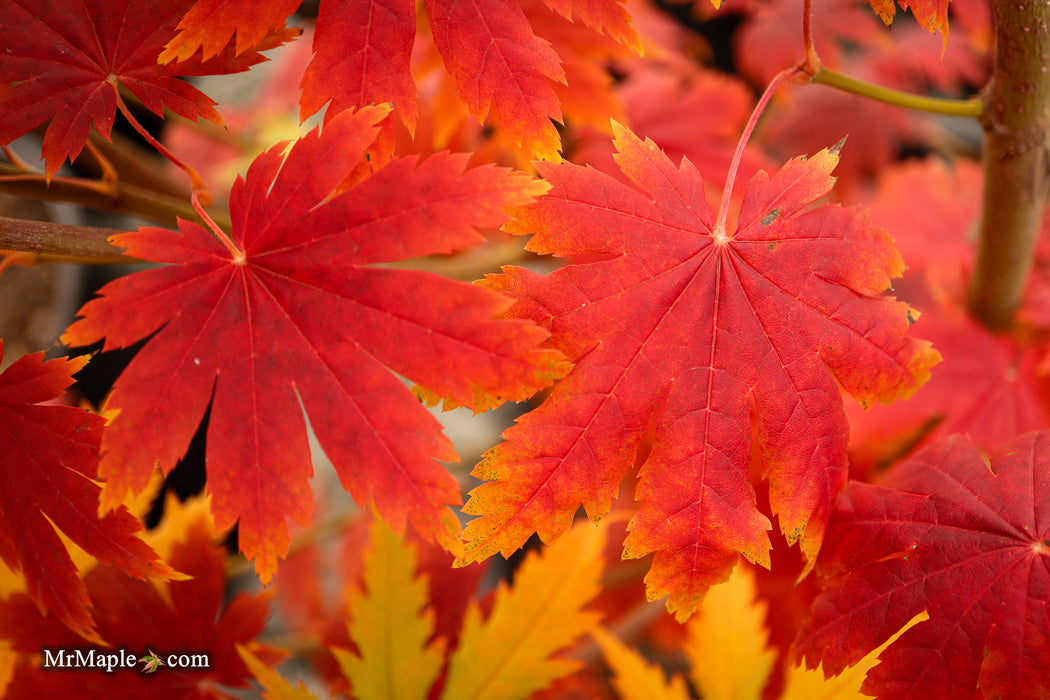 Acer pseudosieboldianum Japanese Maple