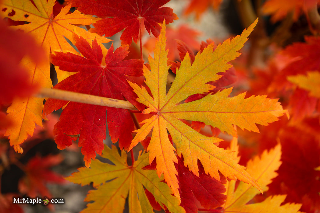 Acer pseudosieboldianum Japanese Maple