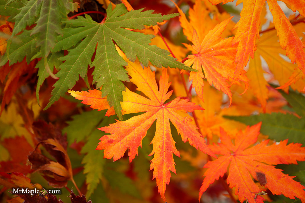 Acer pseudosieboldianum Japanese Maple