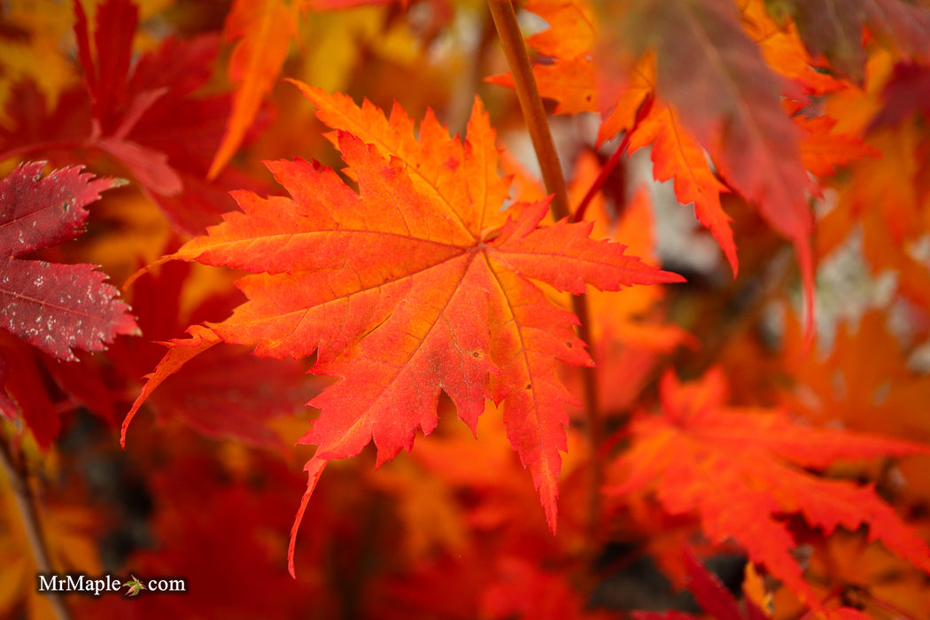 Acer pseudosieboldianum Japanese Maple