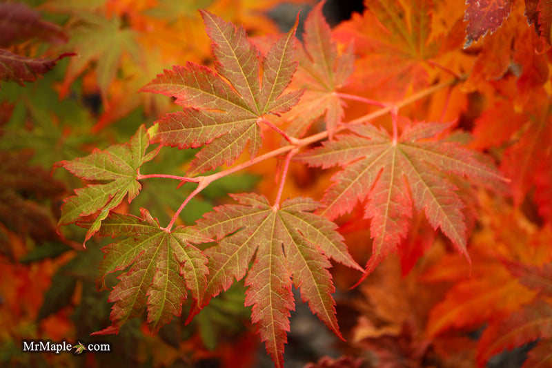 FOR PICKUP ONLY | Acer pseudosieboldianum Japanese Maple | DOES NOT SHIP