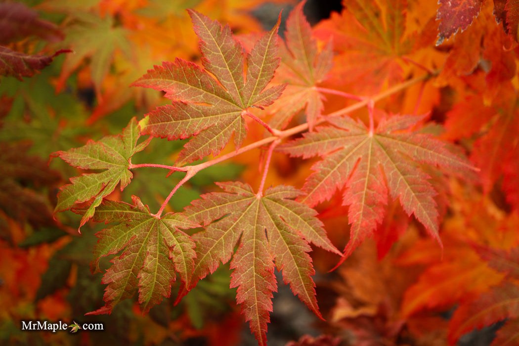 Acer pseudosieboldianum Japanese Maple