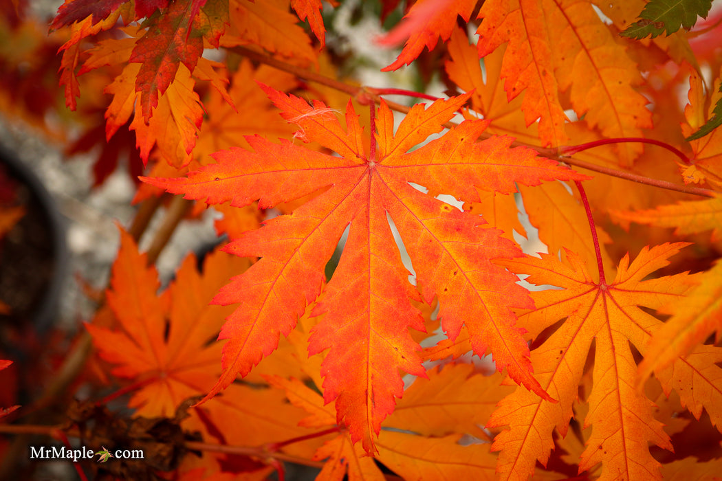 Acer pseudosieboldianum Japanese Maple