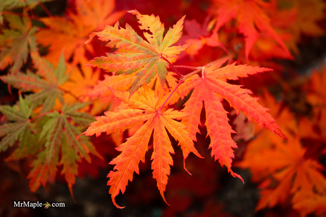 Acer pseudosieboldianum Japanese Maple