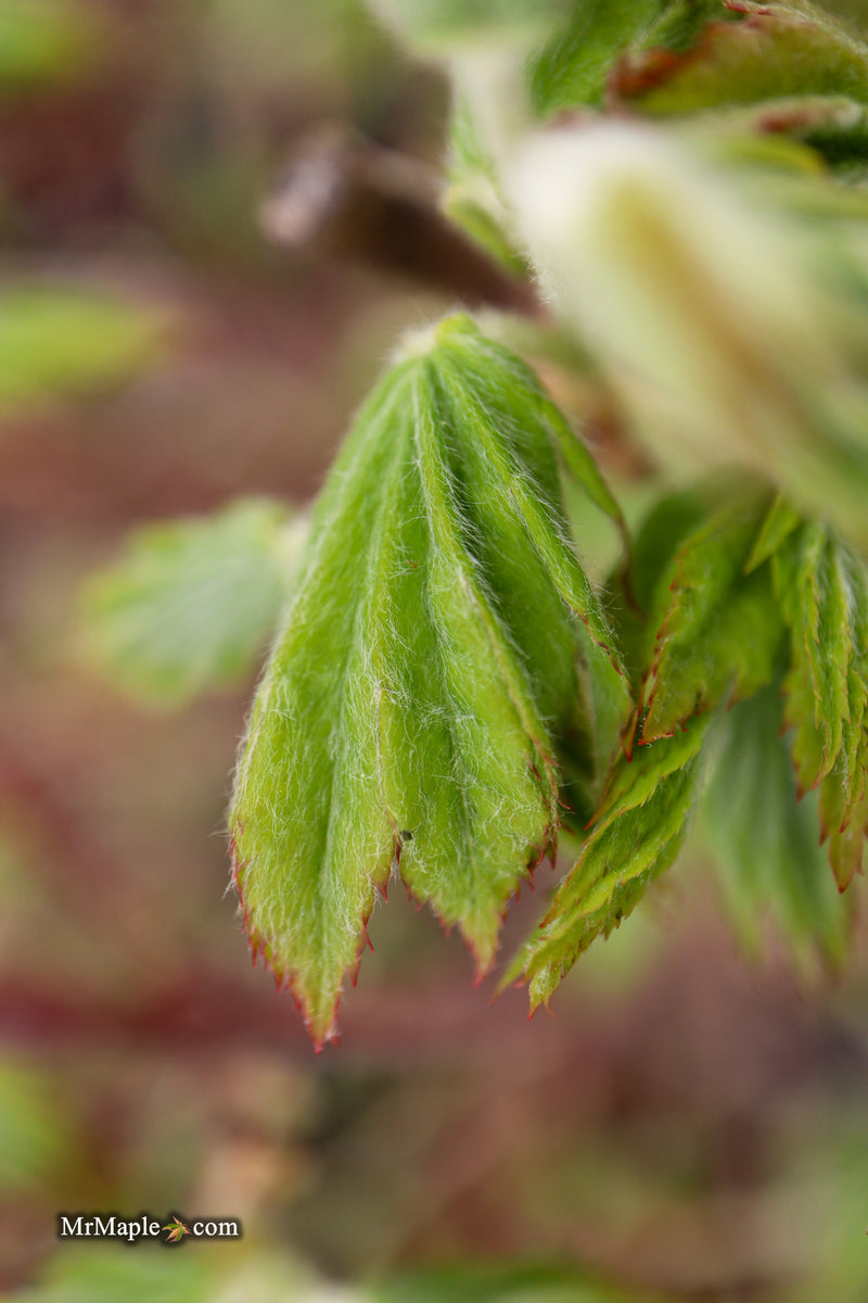 FOR PICKUP ONLY | Acer pseudosieboldianum Japanese Maple | DOES NOT SHIP