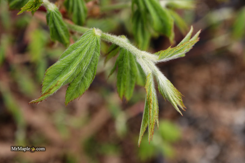 FOR PICKUP ONLY | Acer pseudosieboldianum Japanese Maple | DOES NOT SHIP