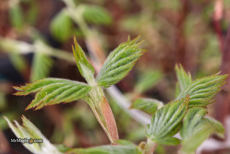 FOR PICKUP ONLY | Acer pseudosieboldianum Japanese Maple | DOES NOT SHIP