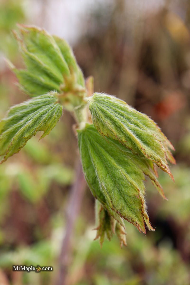 FOR PICKUP ONLY | Acer pseudosieboldianum Japanese Maple | DOES NOT SHIP