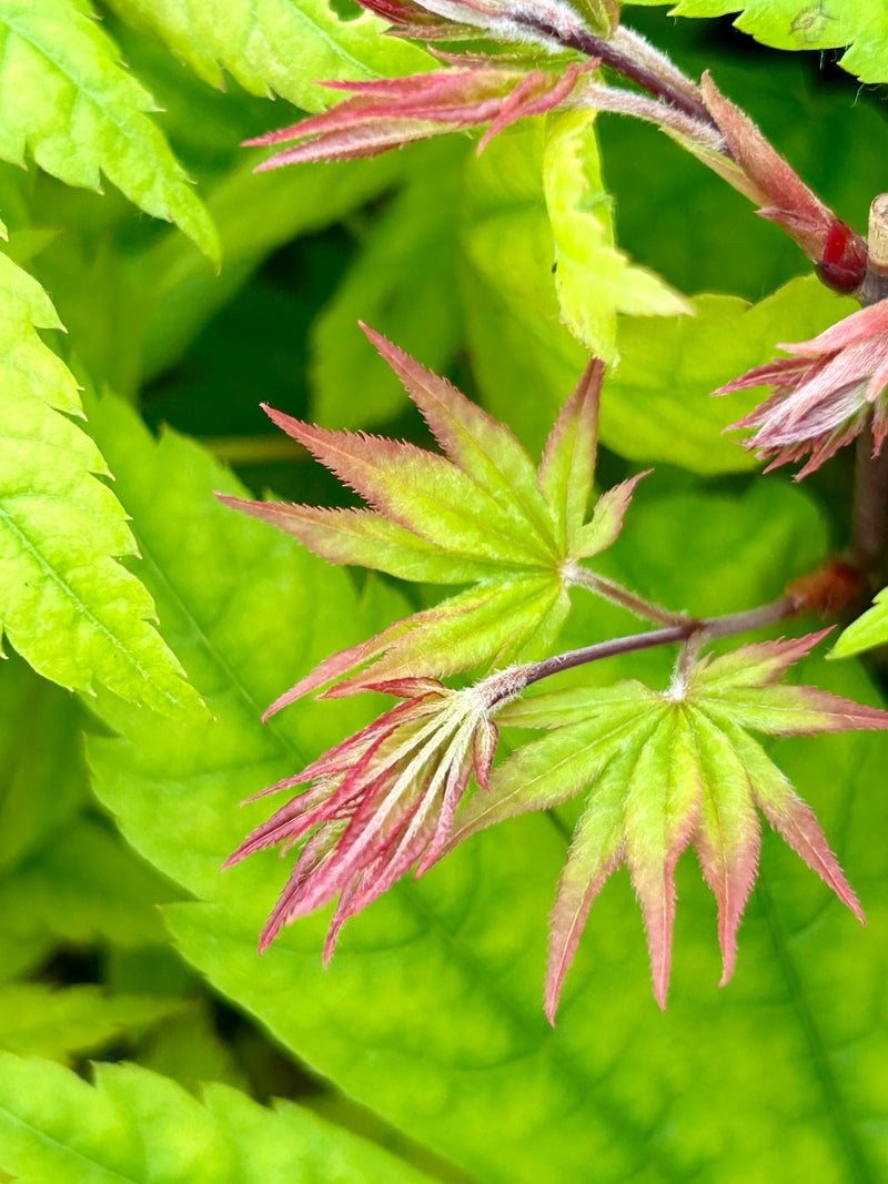 Acer palmatum 'Tiny Stars' Japanese Maple