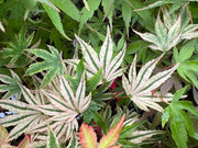 - Acer Palmatum 'Agape' Area 51 Rare Japanese Maple - Mr Maple │ Buy Japanese Maple Trees