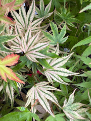 - Acer Palmatum 'Agape' Area 51 Rare Japanese Maple - Mr Maple │ Buy Japanese Maple Trees