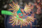 - Acer Palmatum 'Agape' Area 51 Rare Japanese Maple - Mr Maple │ Buy Japanese Maple Trees