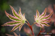 - Acer Palmatum 'Agape' Area 51 Rare Japanese Maple - Mr Maple │ Buy Japanese Maple Trees
