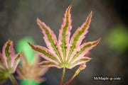 - Acer Palmatum 'Agape' Area 51 Rare Japanese Maple - Mr Maple │ Buy Japanese Maple Trees