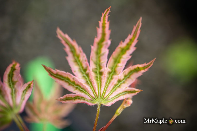 - Acer Palmatum 'Agape' Area 51 Rare Japanese Maple - Mr Maple │ Buy Japanese Maple Trees