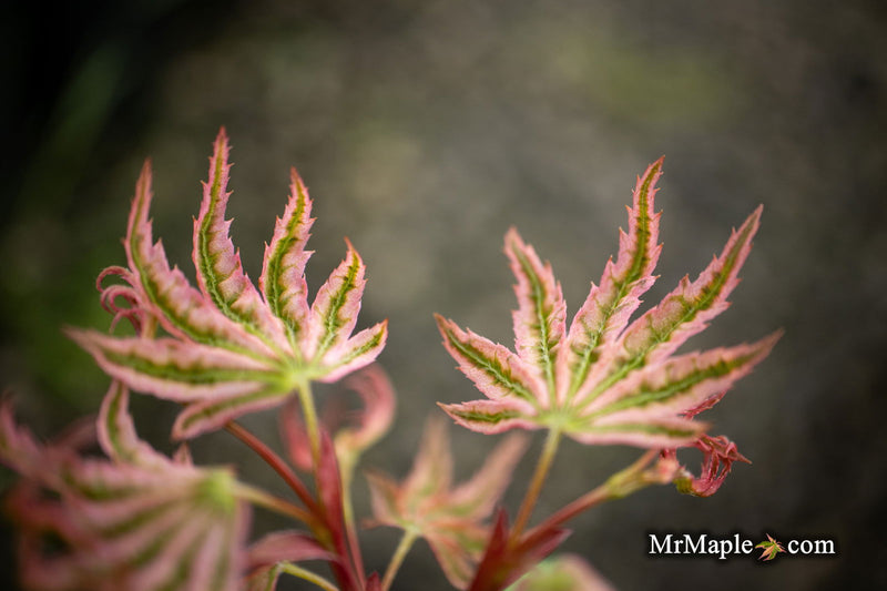 - Acer Palmatum 'Agape' Area 51 Rare Japanese Maple - Mr Maple │ Buy Japanese Maple Trees