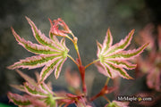 - Acer Palmatum 'Agape' Area 51 Rare Japanese Maple - Mr Maple │ Buy Japanese Maple Trees
