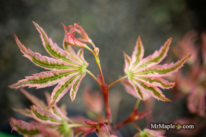 - Acer Palmatum 'Agape' Area 51 Rare Japanese Maple - Mr Maple │ Buy Japanese Maple Trees