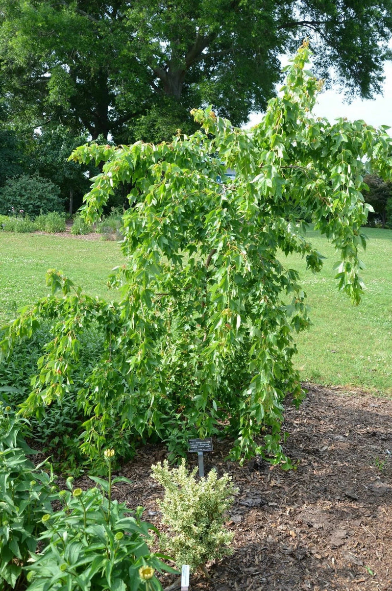 - Acer buergerianum 'Angyo Weeping' Trident Maple Tree - Mr Maple │ Buy Japanese Maple Trees