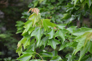 - Acer buergerianum 'Angyo Weeping' Trident Maple Tree - Mr Maple │ Buy Japanese Maple Trees