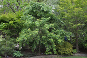 - Acer buergerianum 'Angyo Weeping' Trident Maple Tree - Mr Maple │ Buy Japanese Maple Trees