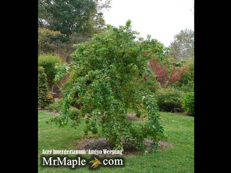 - Acer buergerianum 'Angyo Weeping' Trident Maple Tree - Mr Maple │ Buy Japanese Maple Trees