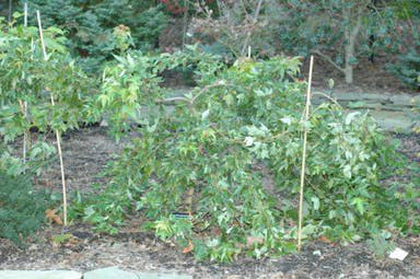 - Acer buergerianum 'Angyo Weeping' Trident Maple Tree - Mr Maple │ Buy Japanese Maple Trees
