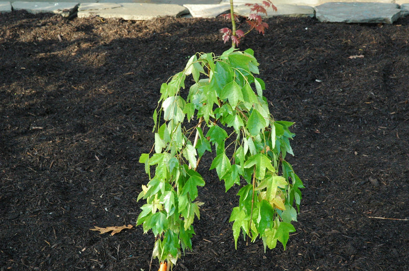 - Acer buergerianum 'Angyo Weeping' Trident Maple Tree - Mr Maple │ Buy Japanese Maple Trees