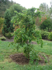 - Acer buergerianum 'Angyo Weeping' Trident Maple Tree - Mr Maple │ Buy Japanese Maple Trees