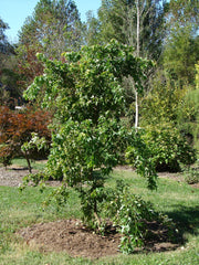 - Acer buergerianum 'Angyo Weeping' Trident Maple Tree - Mr Maple │ Buy Japanese Maple Trees